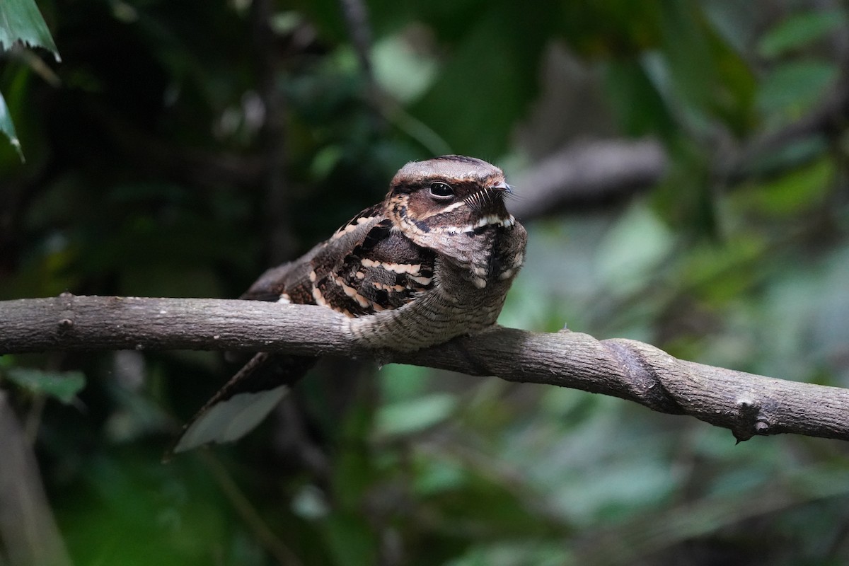 Large-tailed Nightjar - ML645538178