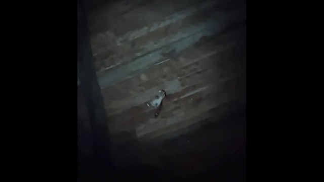 Дрімлюга сомалійський - ML645538181