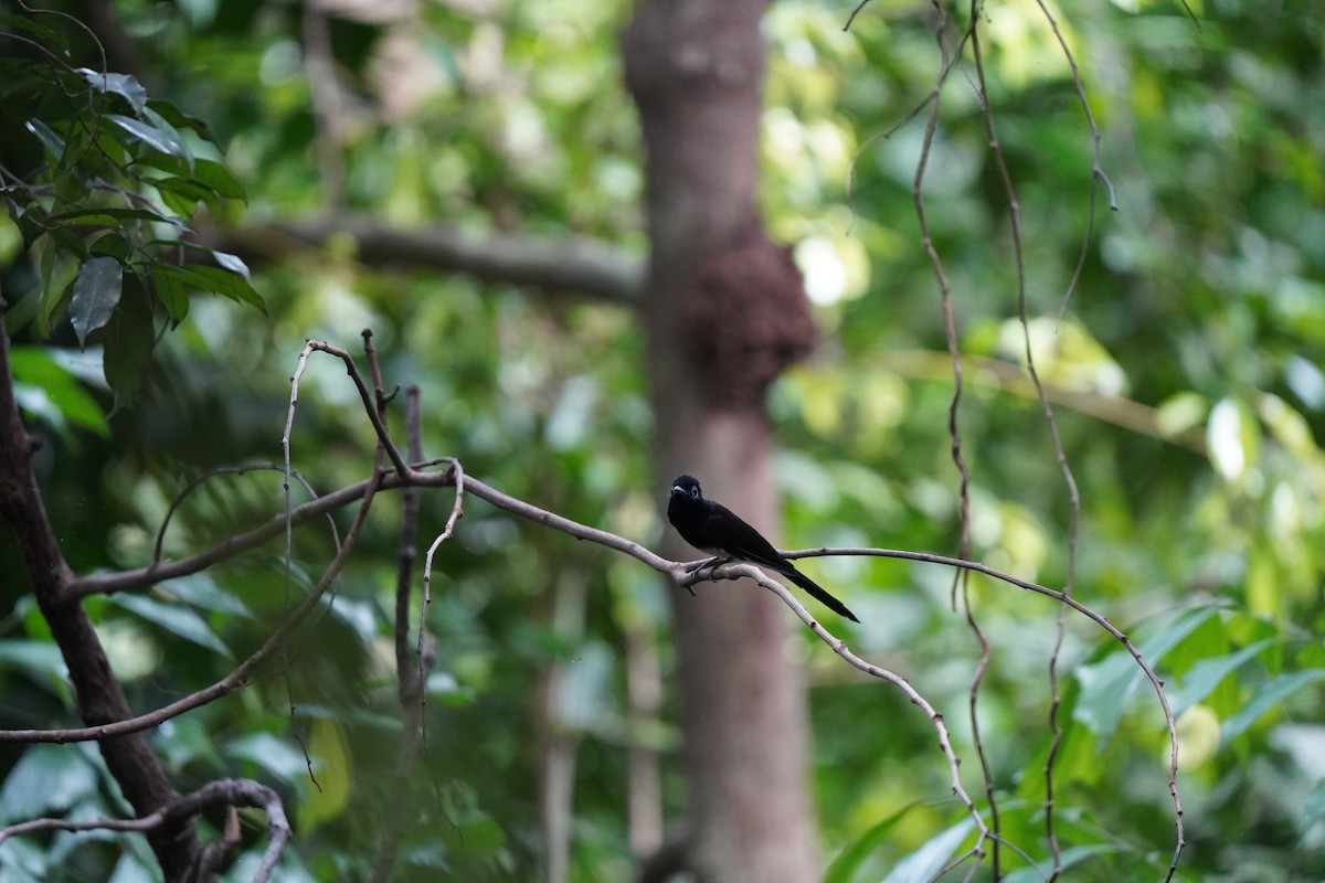 Black Paradise-Flycatcher - ML645538203