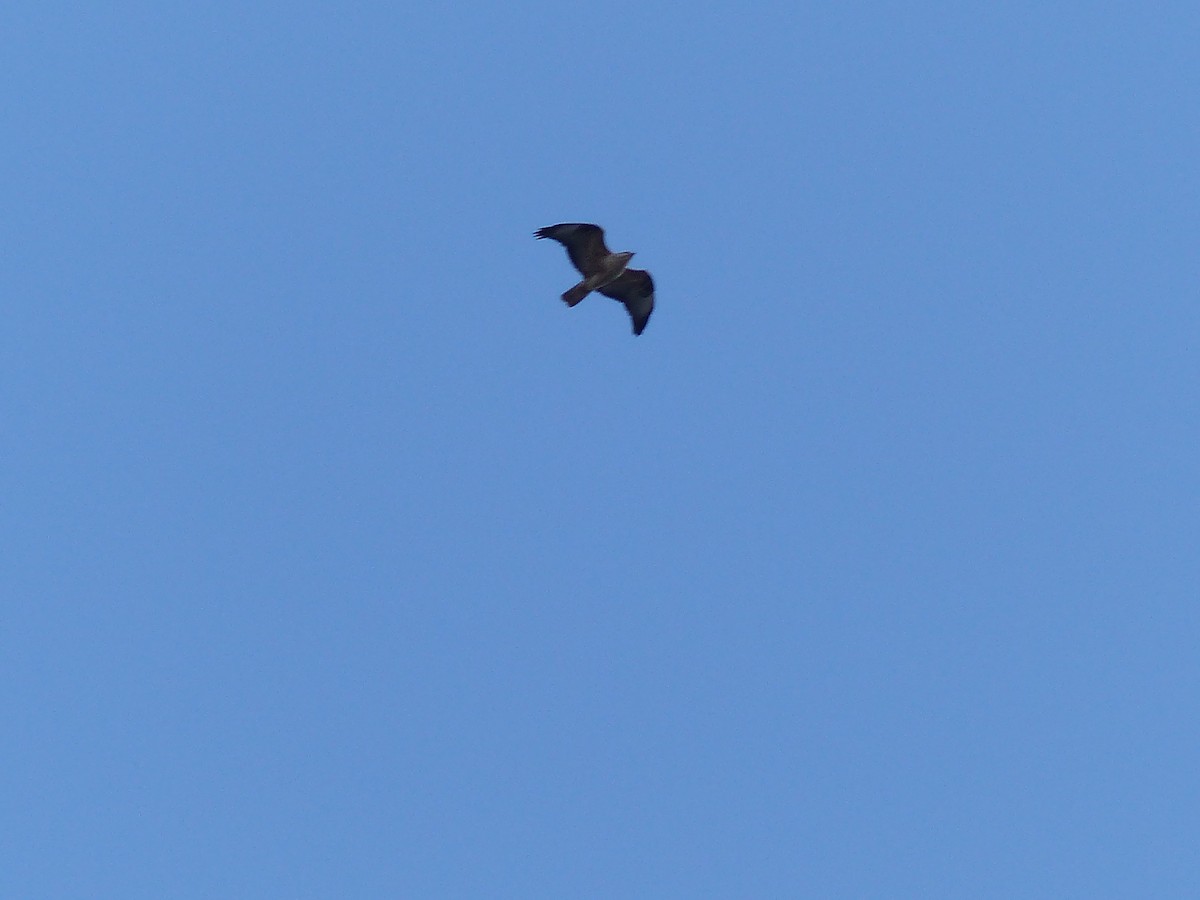 ニシオオノスリ - ML645538206