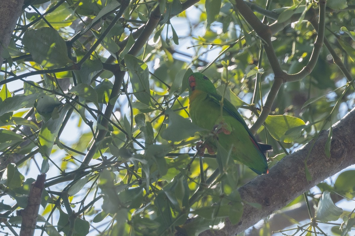 Yellow-throated Hanging-Parrot - ML645538208