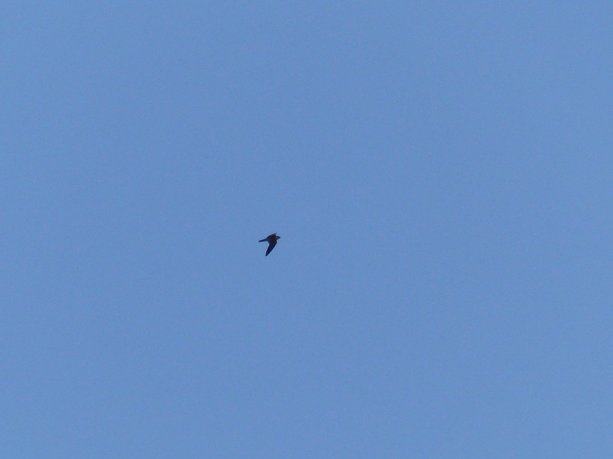 遊隼 - ML645538211