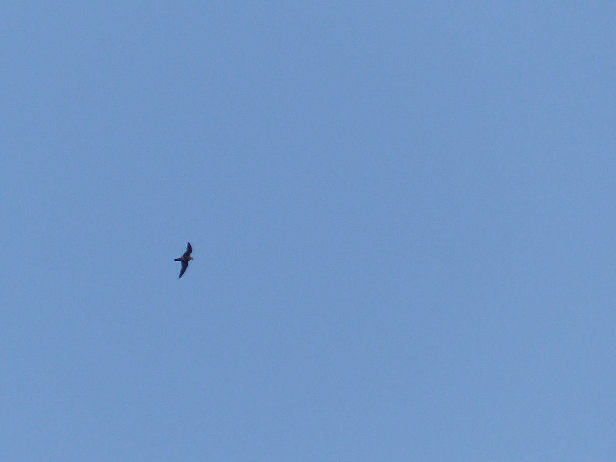 遊隼 - ML645538212