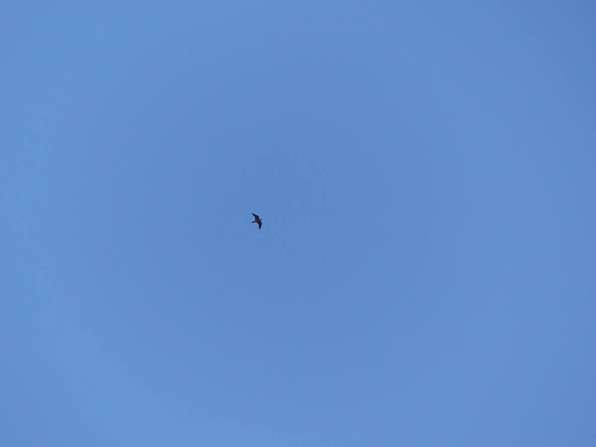 遊隼 - ML645538213