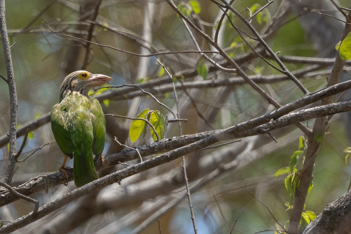 シロボシオオゴシキドリ - ML645538214