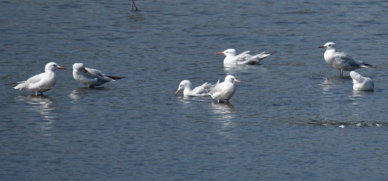 Slender-billed Gull - ML645538234