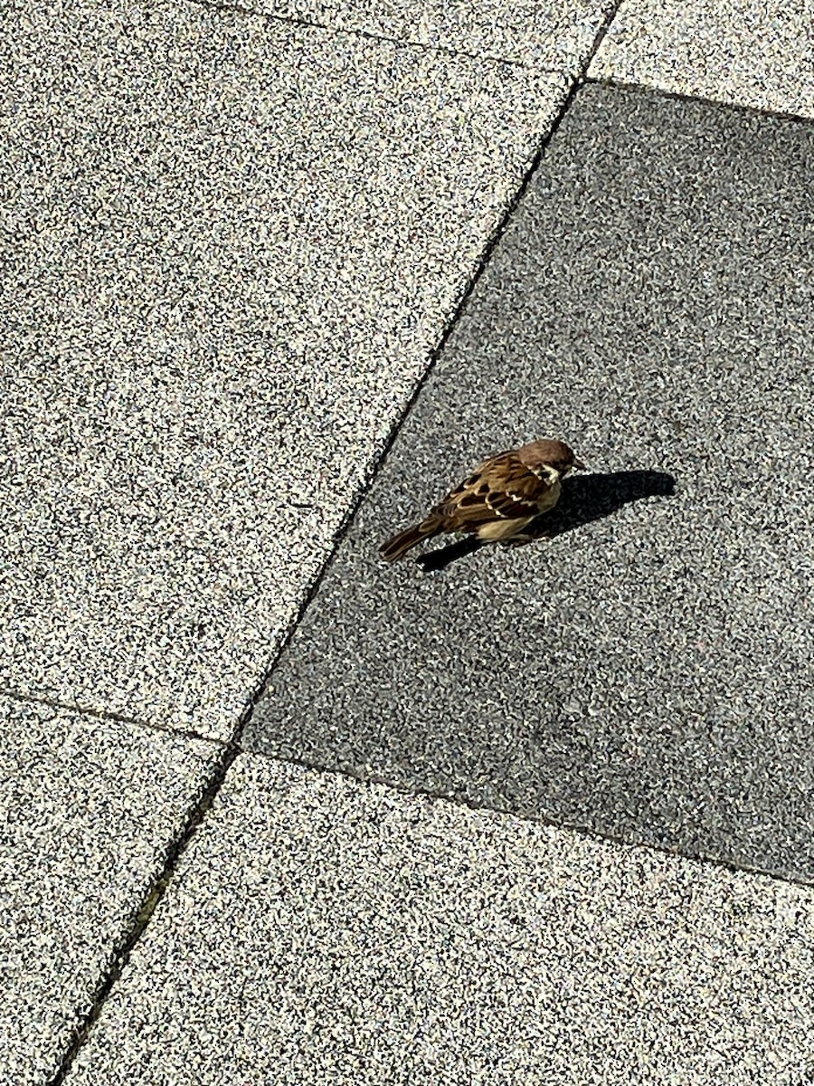 Eurasian Tree Sparrow - ML645538236