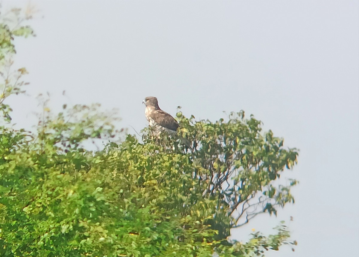 Short-toed Snake-Eagle - ML645538244