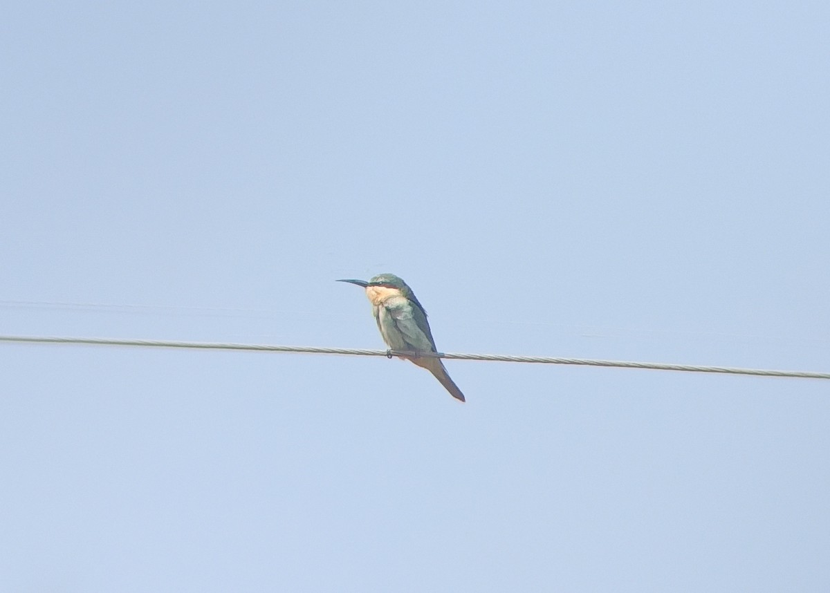 Blue-cheeked Bee-eater - ML645538249
