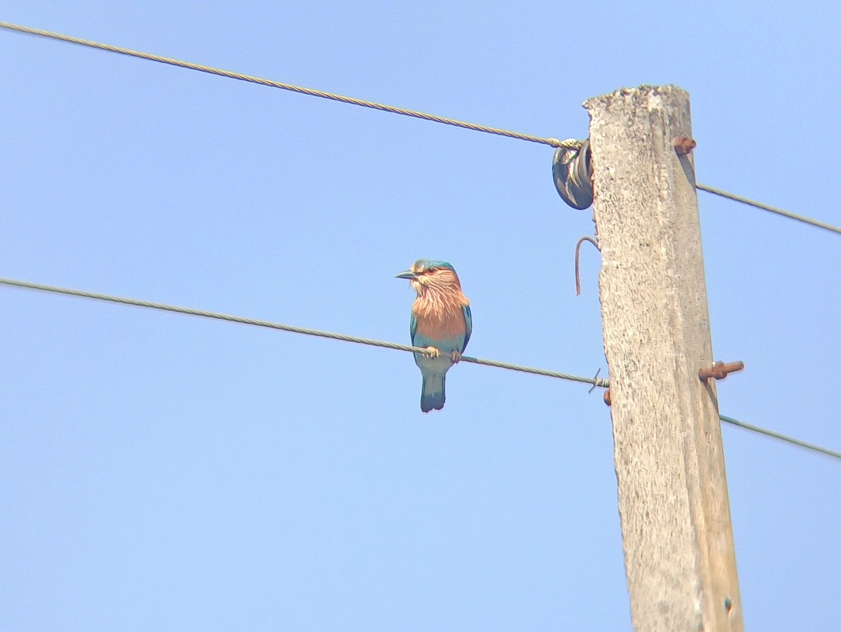 Indian Roller - ML645538250