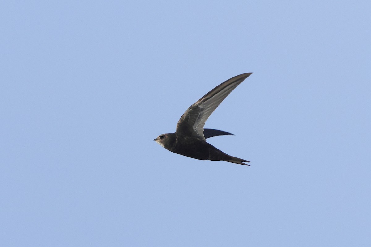 Common Swift - ML645538256