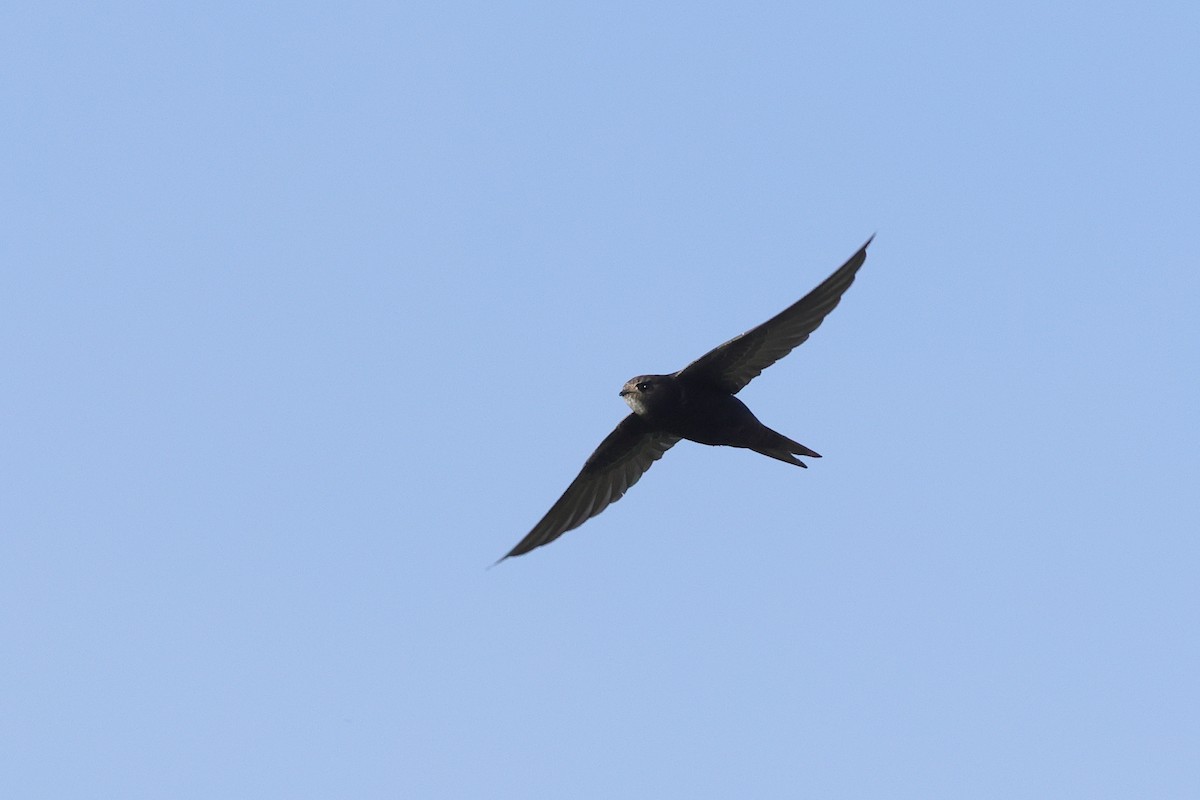 Серпокрилець чорний - ML645538257