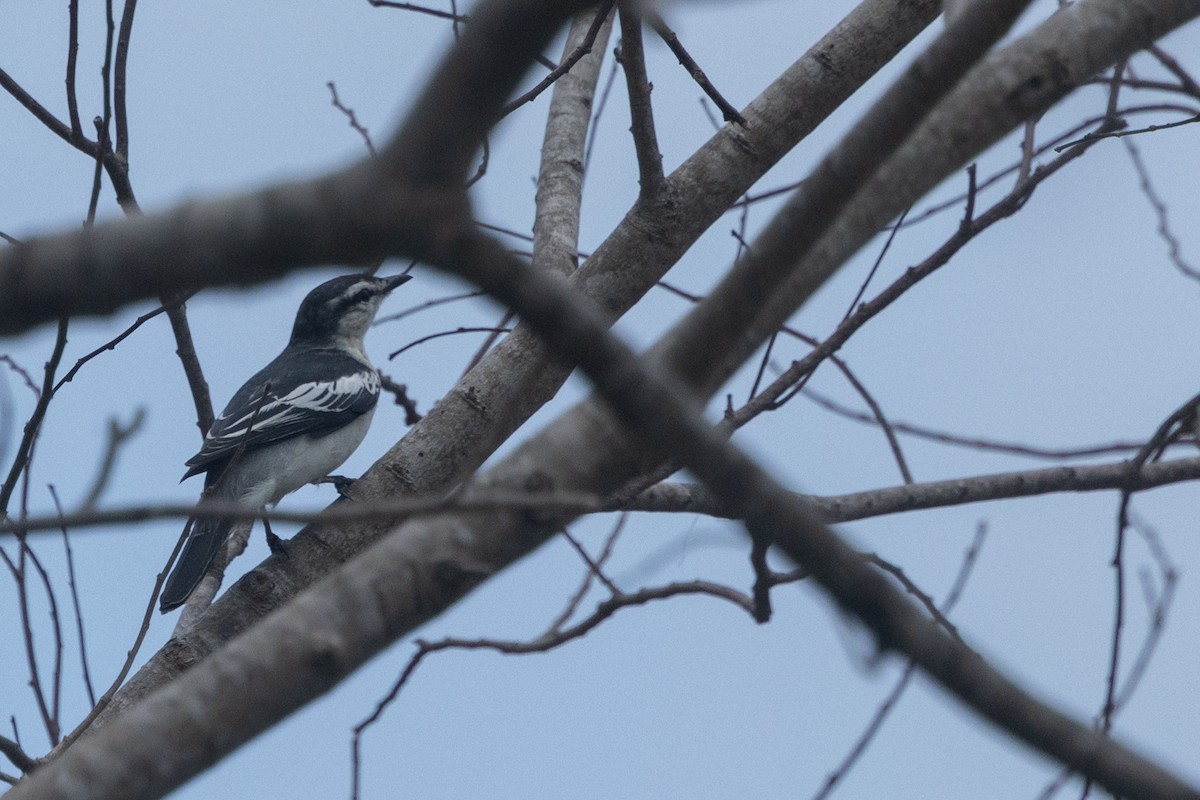 Оругеро білокрилий - ML645538258