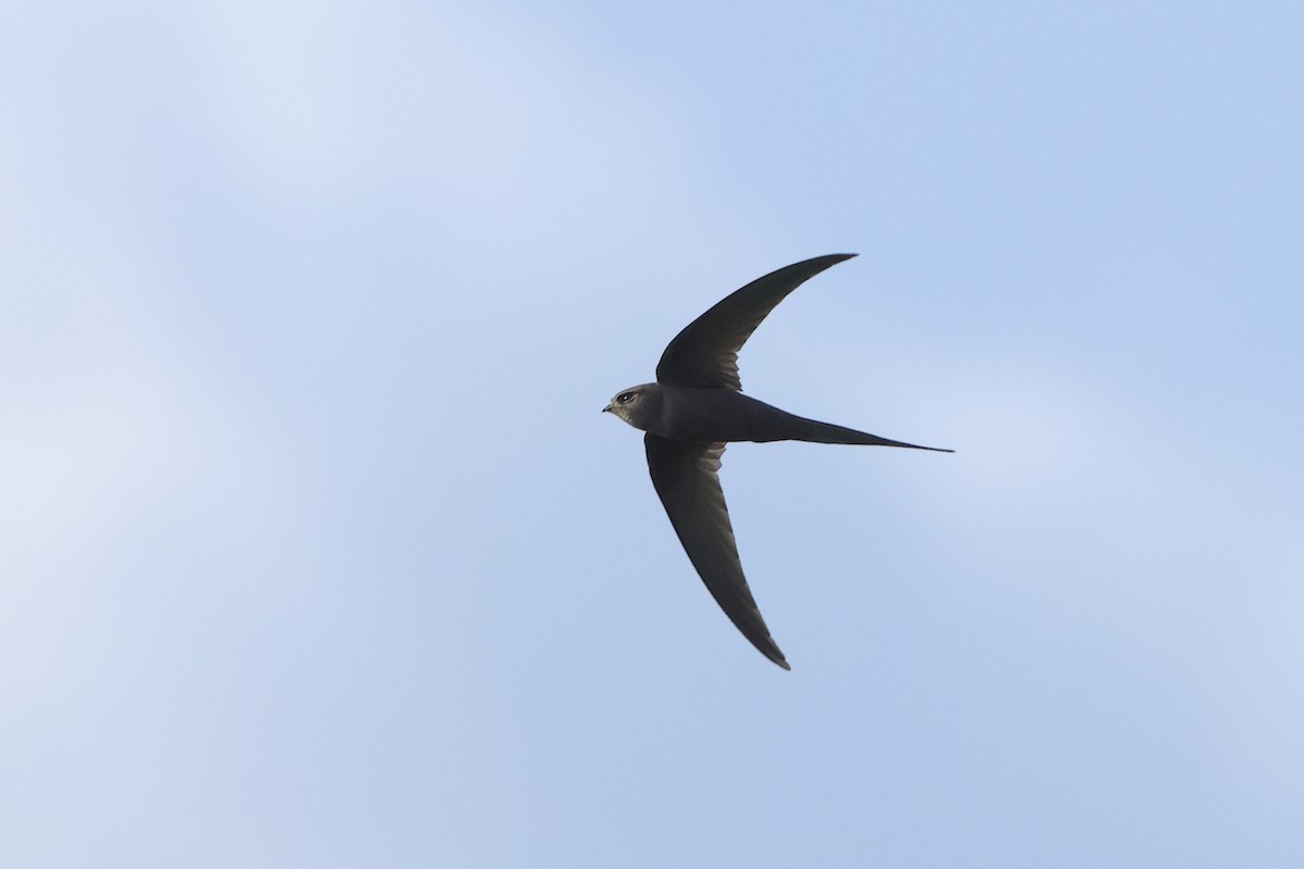 Серпокрилець пальмовий - ML645538259