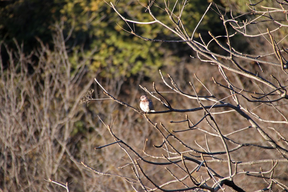 Горлиця мала - ML645538260