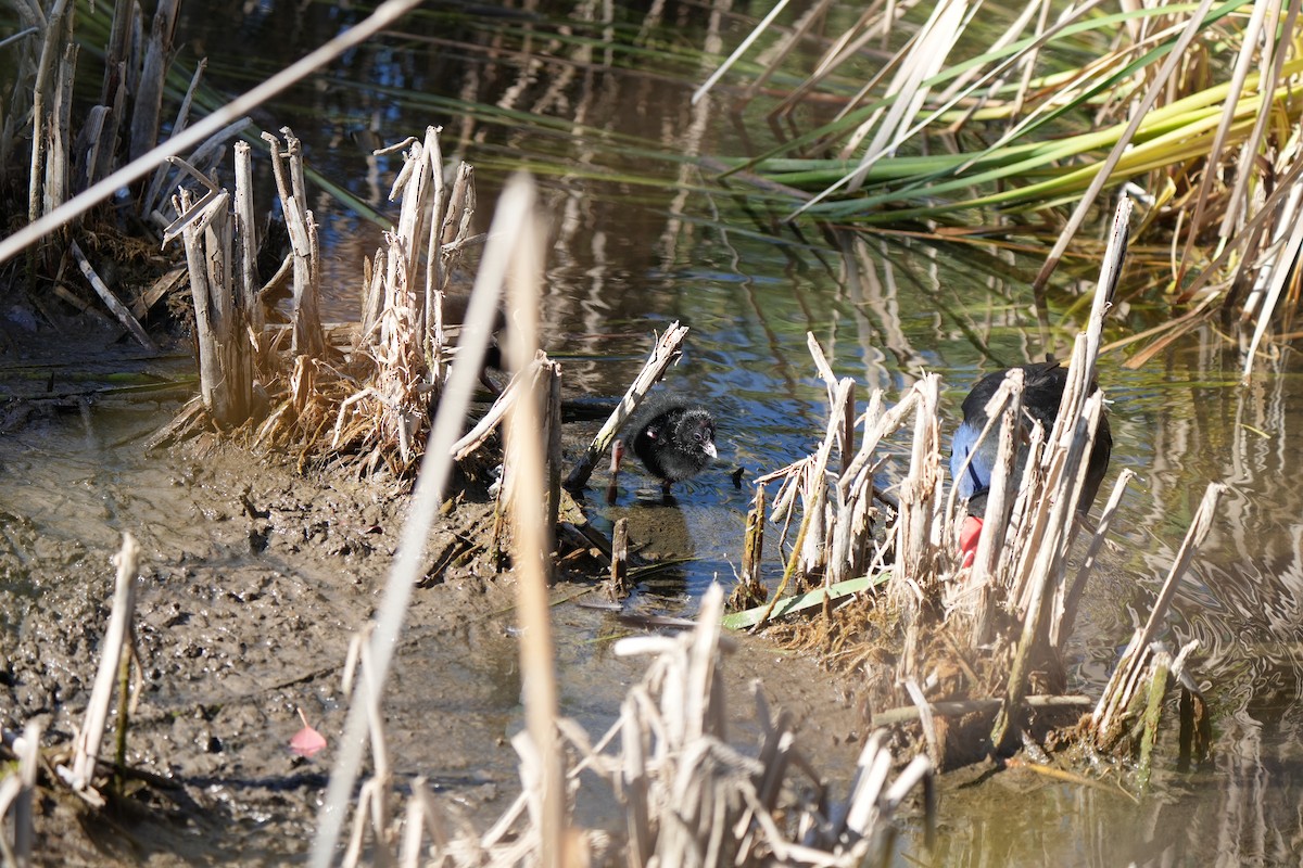 Султанка австралійська - ML645538264