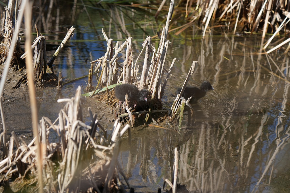 Султанка австралійська - ML645538265