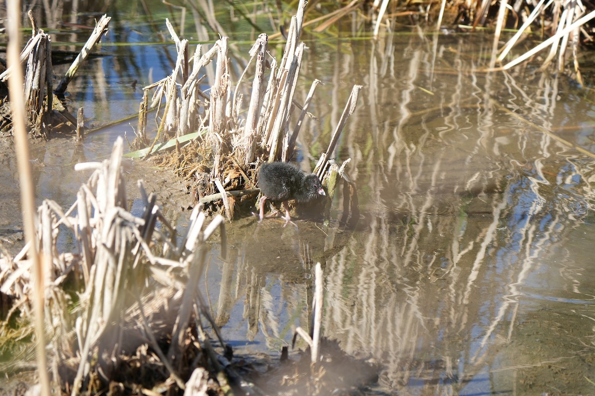 Султанка австралійська - ML645538266