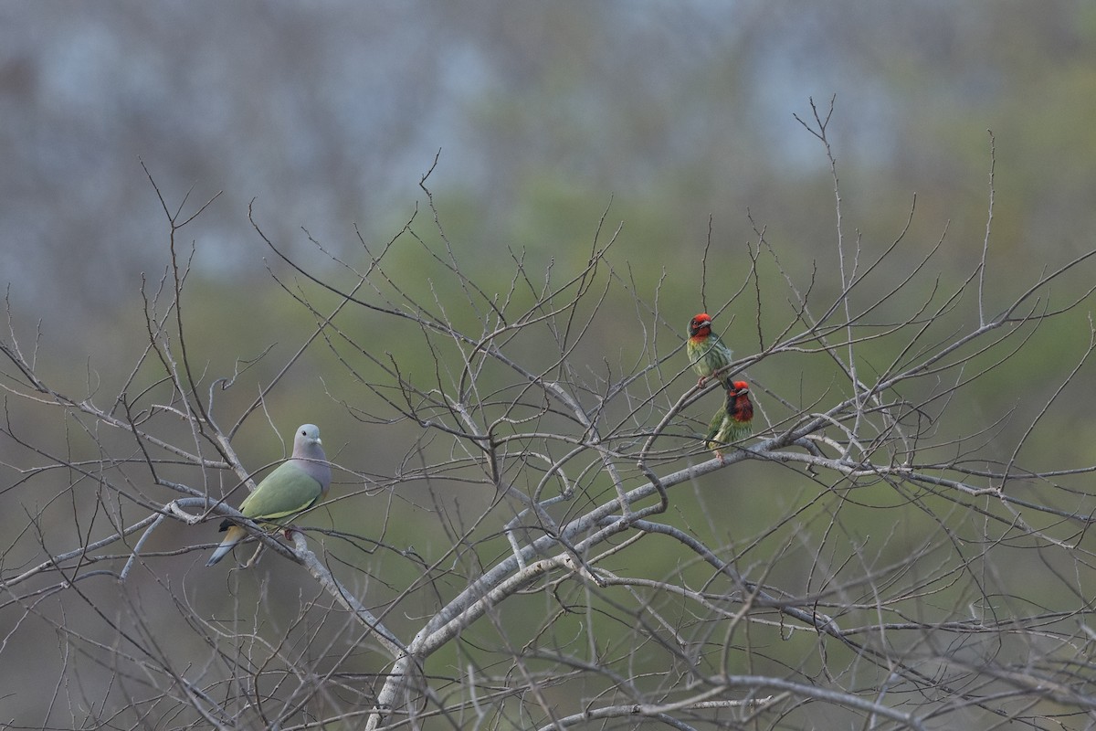 Вінаго оливковокрилий - ML645538267