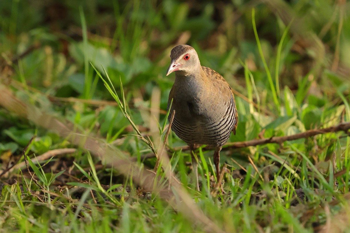 Деркач африканський - ML645538268