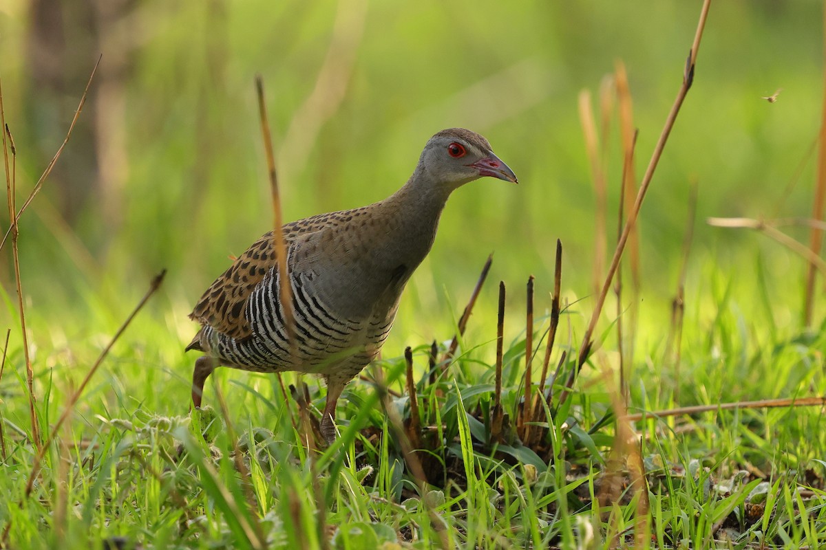 Деркач африканський - ML645538269