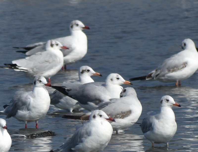 鷗亞科 - ML645538270