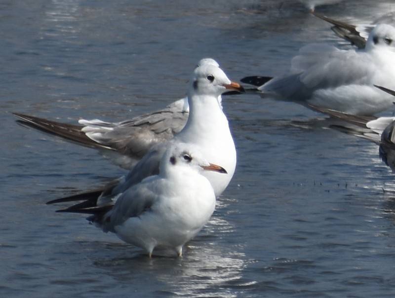 鷗亞科 - ML645538272