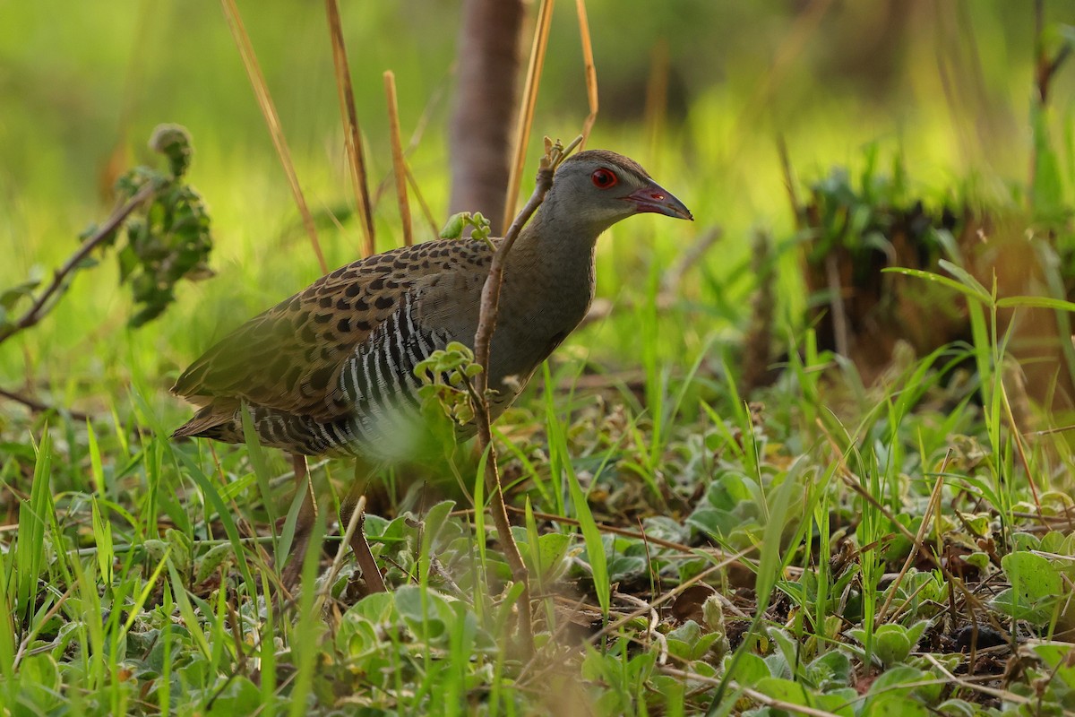 Деркач африканський - ML645538273