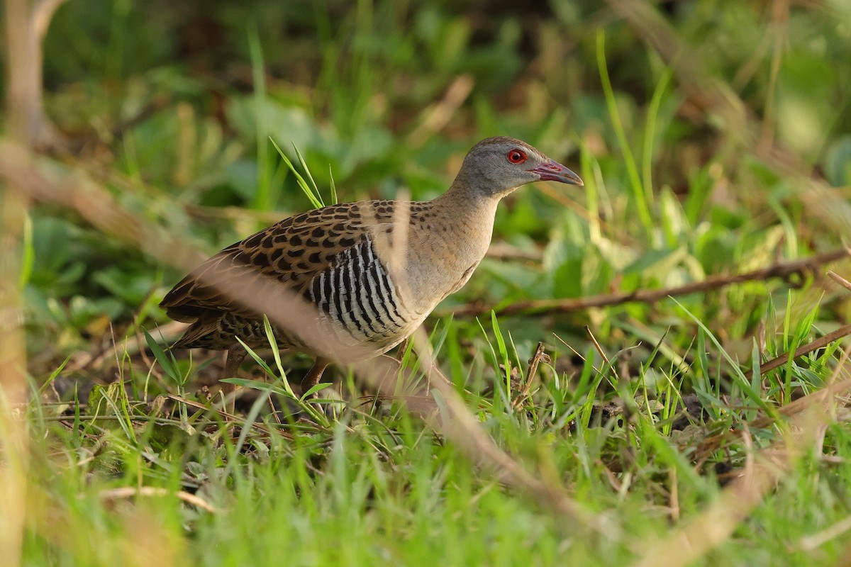 Деркач африканський - ML645538274