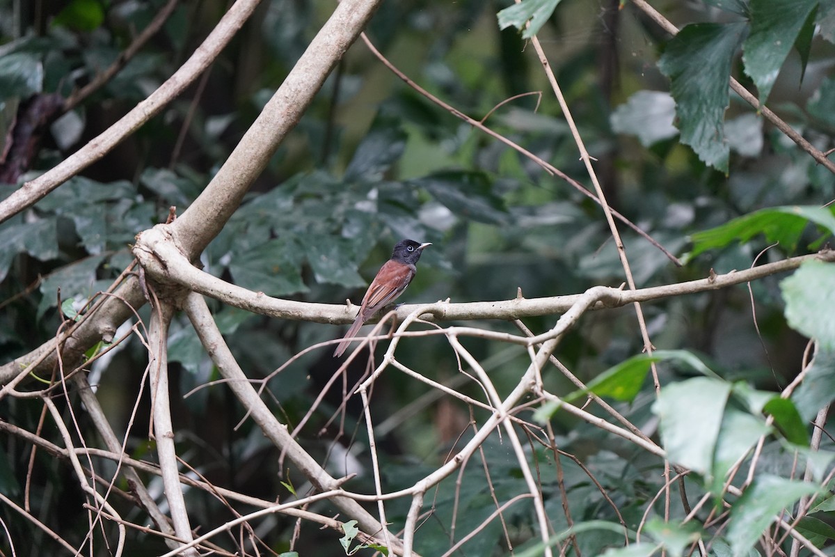 Монарх-довгохвіст індокитайський - ML645538276
