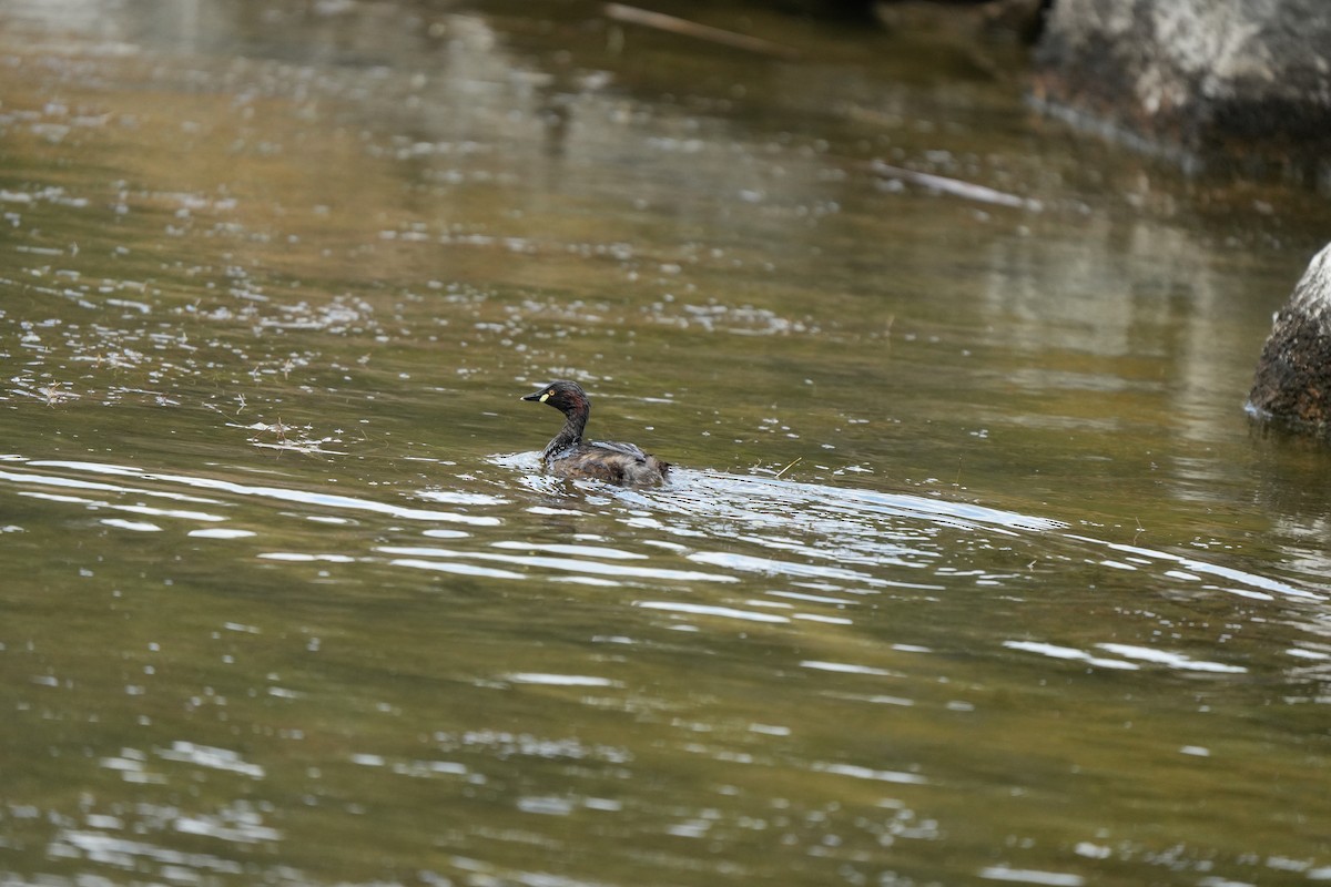 Пірникоза австралійська - ML645538278