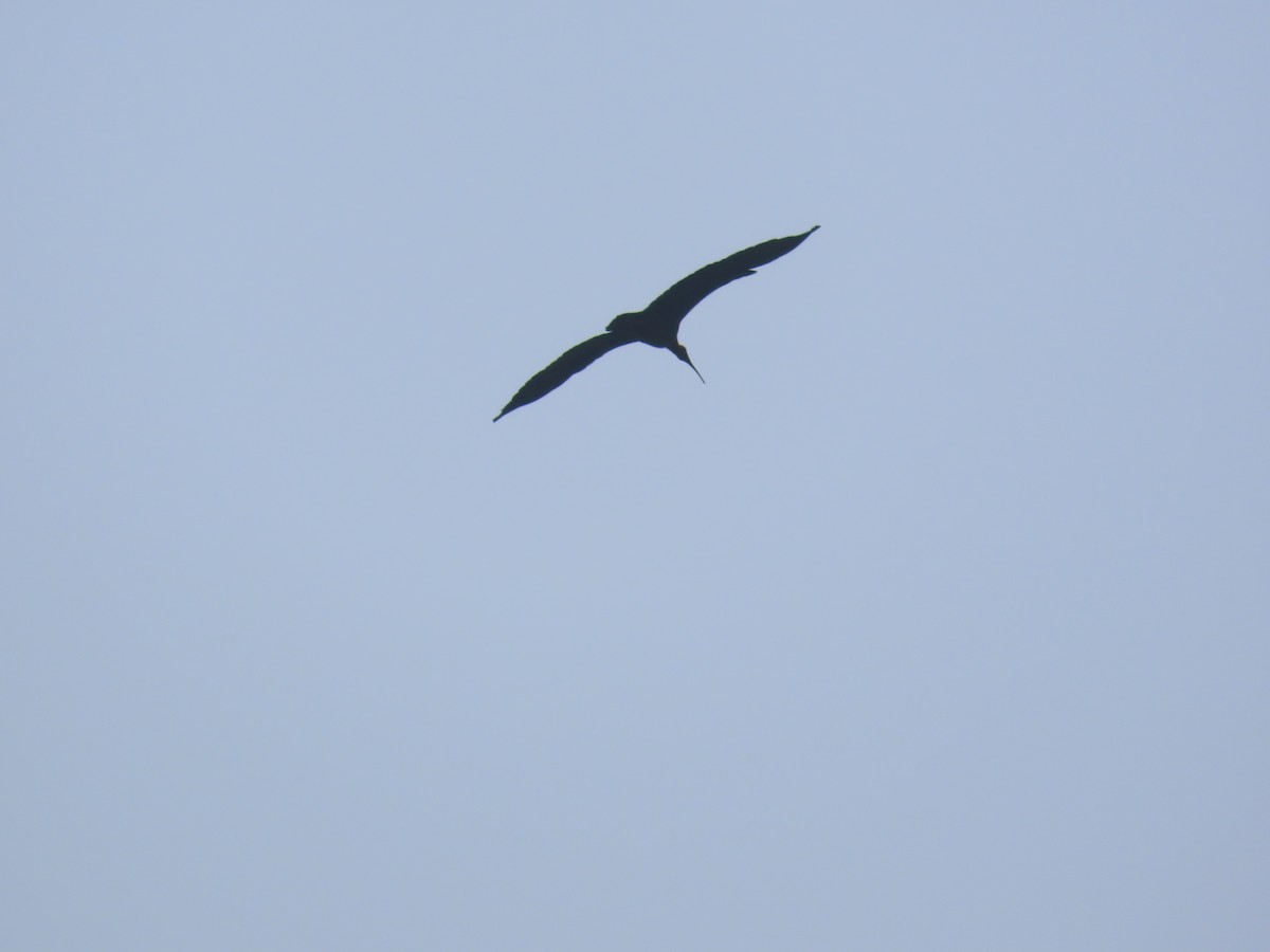 Ібіс індійський - ML645538283