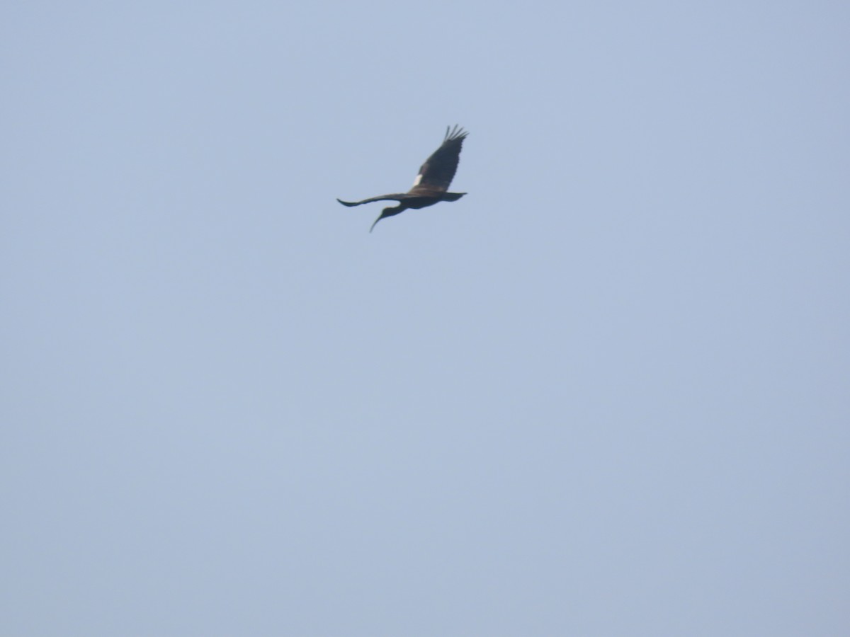 Ібіс індійський - ML645538284