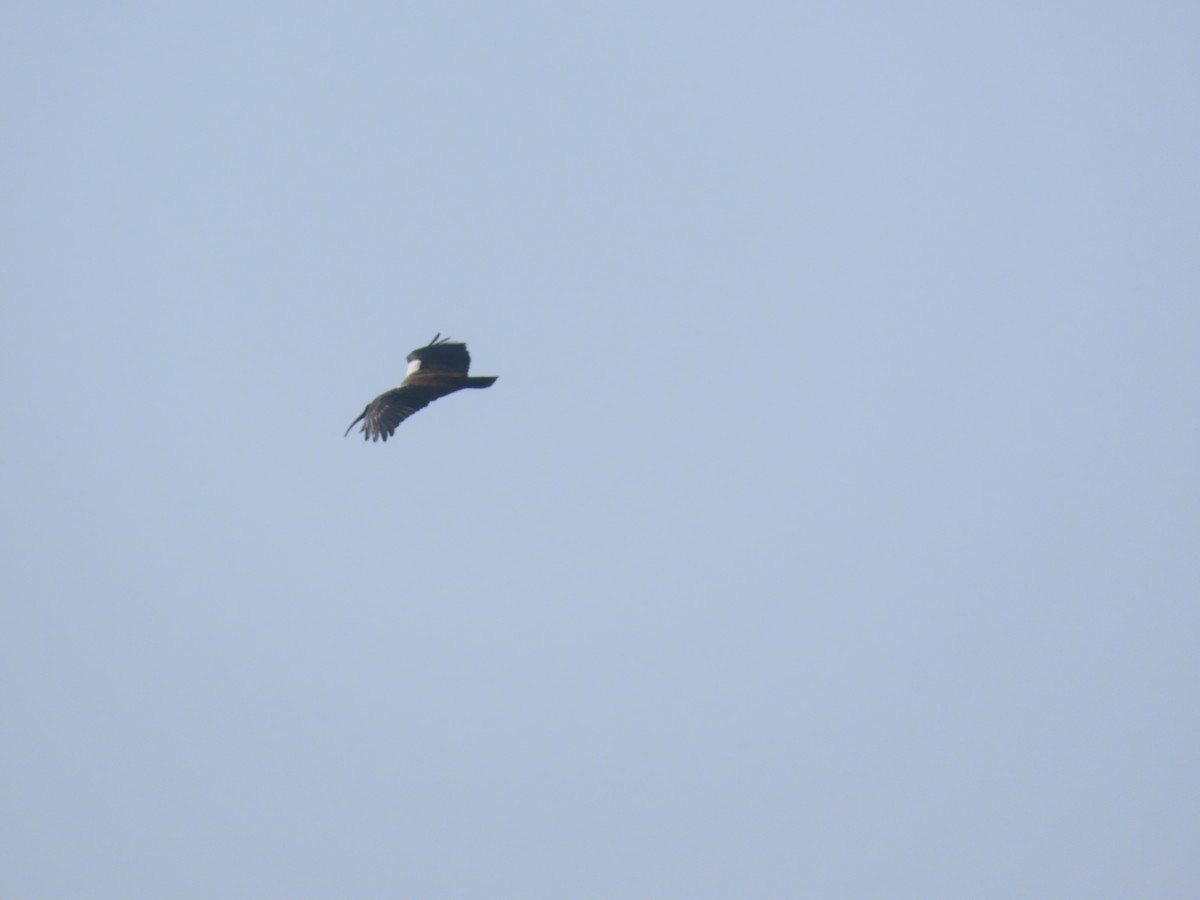 Ібіс індійський - ML645538285