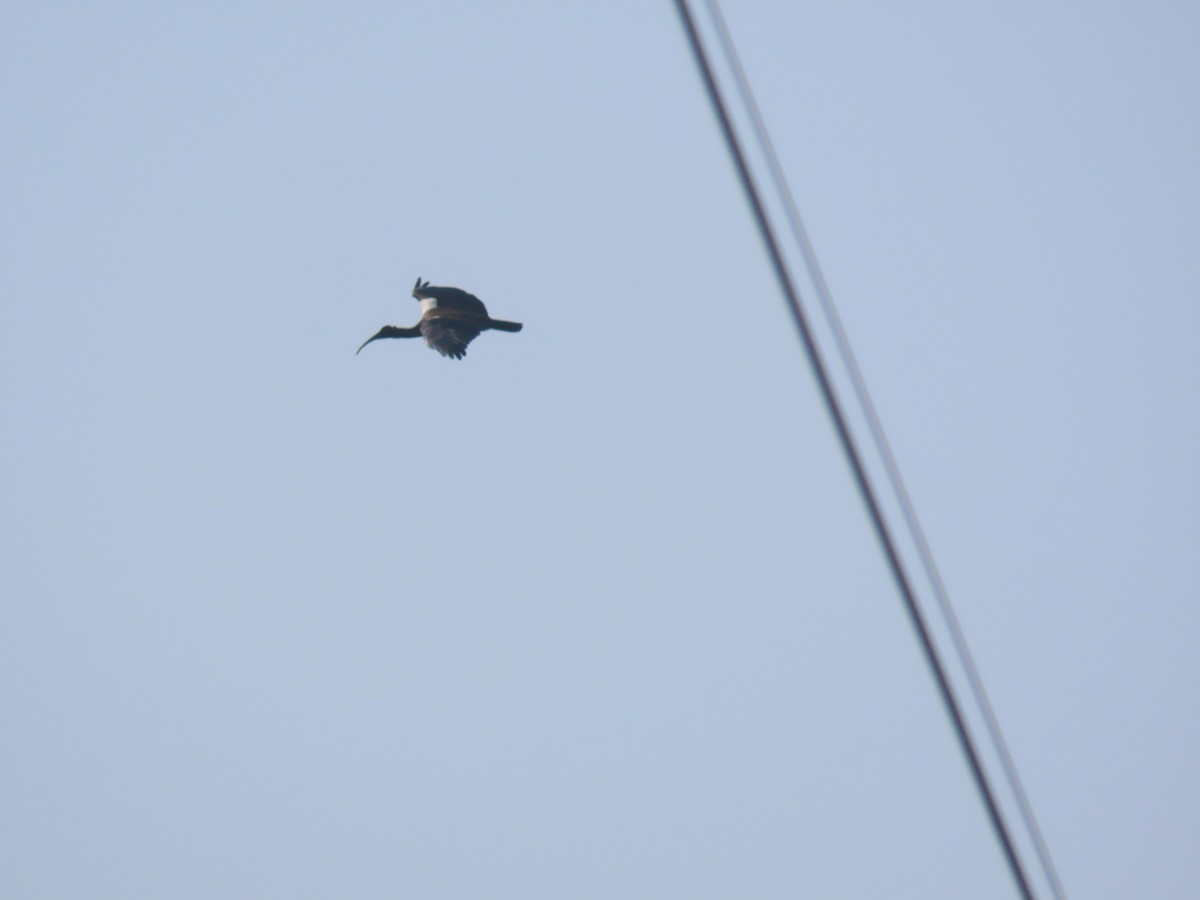 Ібіс індійський - ML645538286