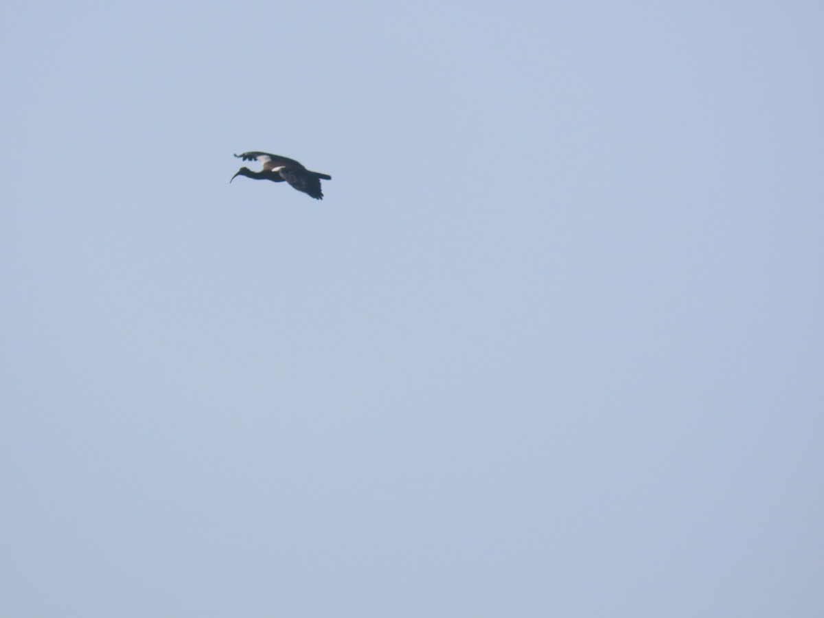 Ібіс індійський - ML645538287