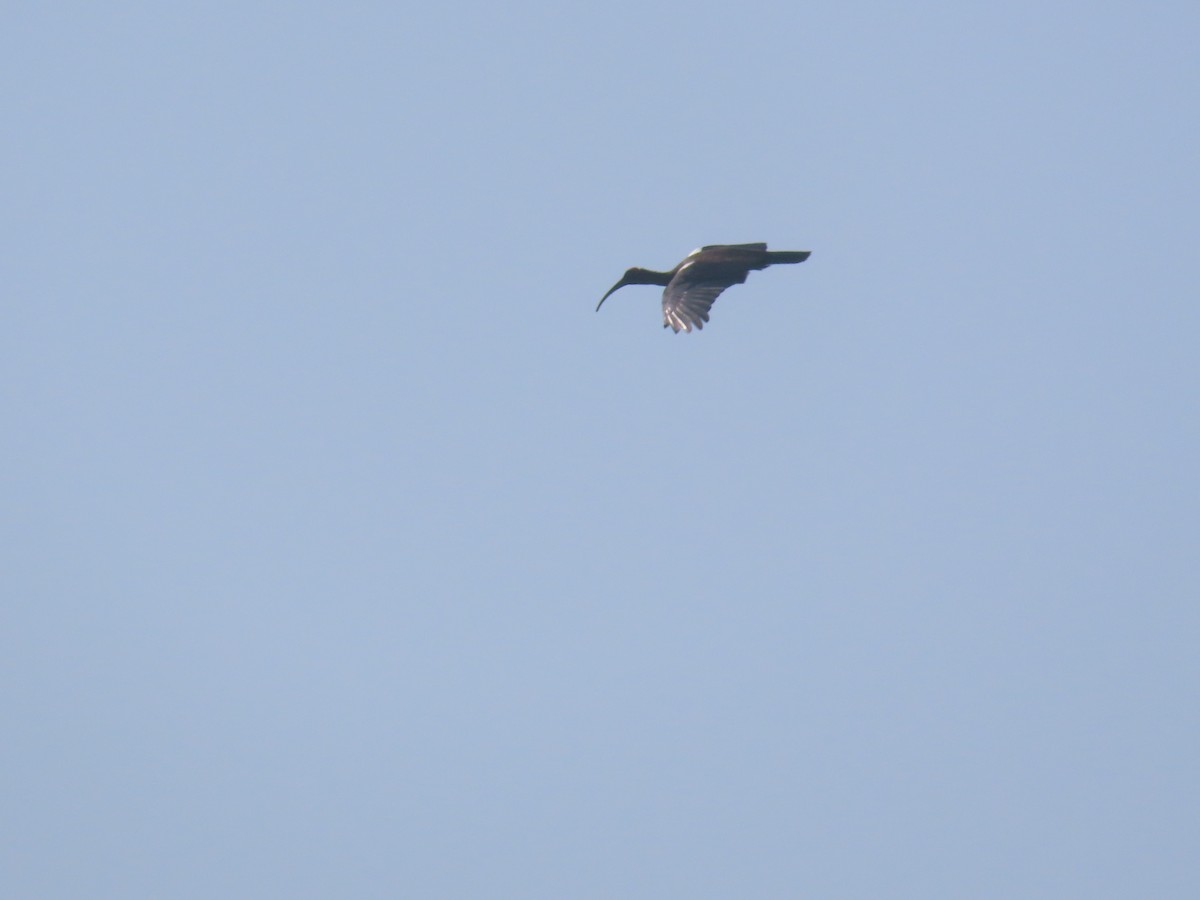 Ібіс індійський - ML645538288