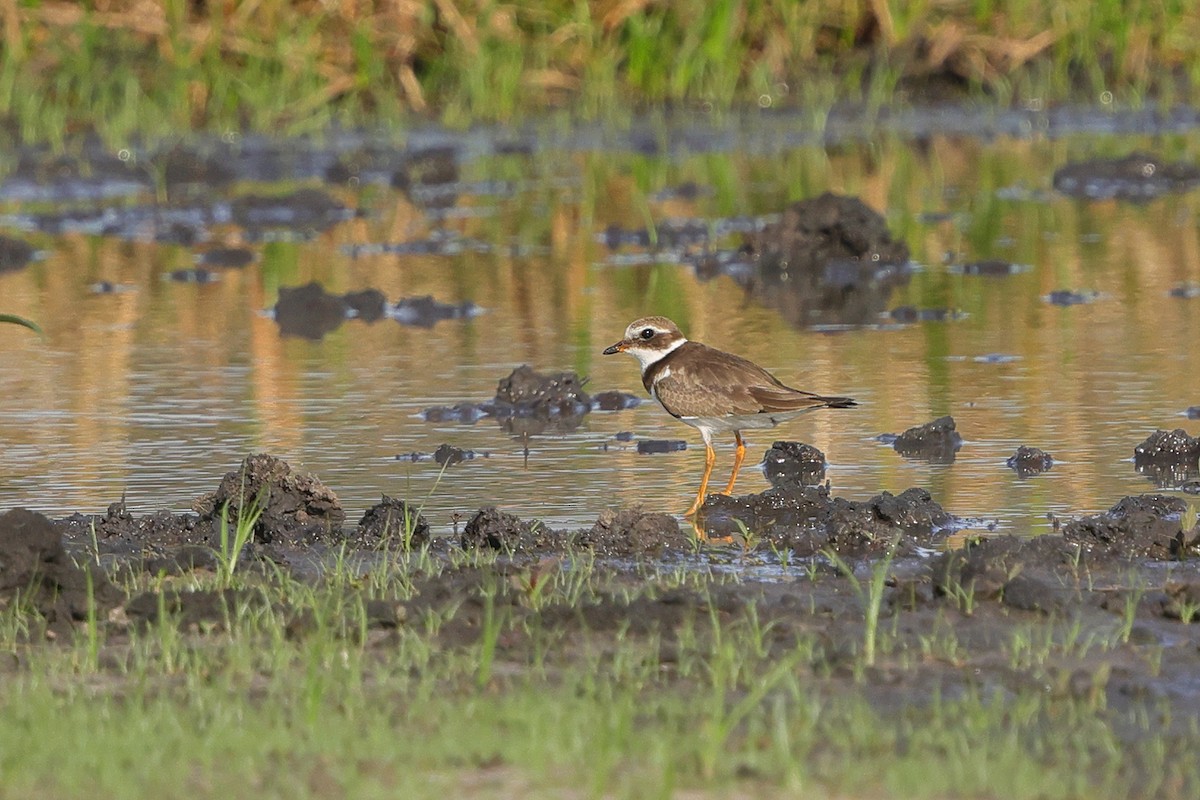 Пісочник великий - ML645538289
