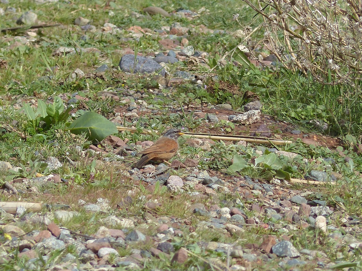 Вівсянка сахарська - ML645538290