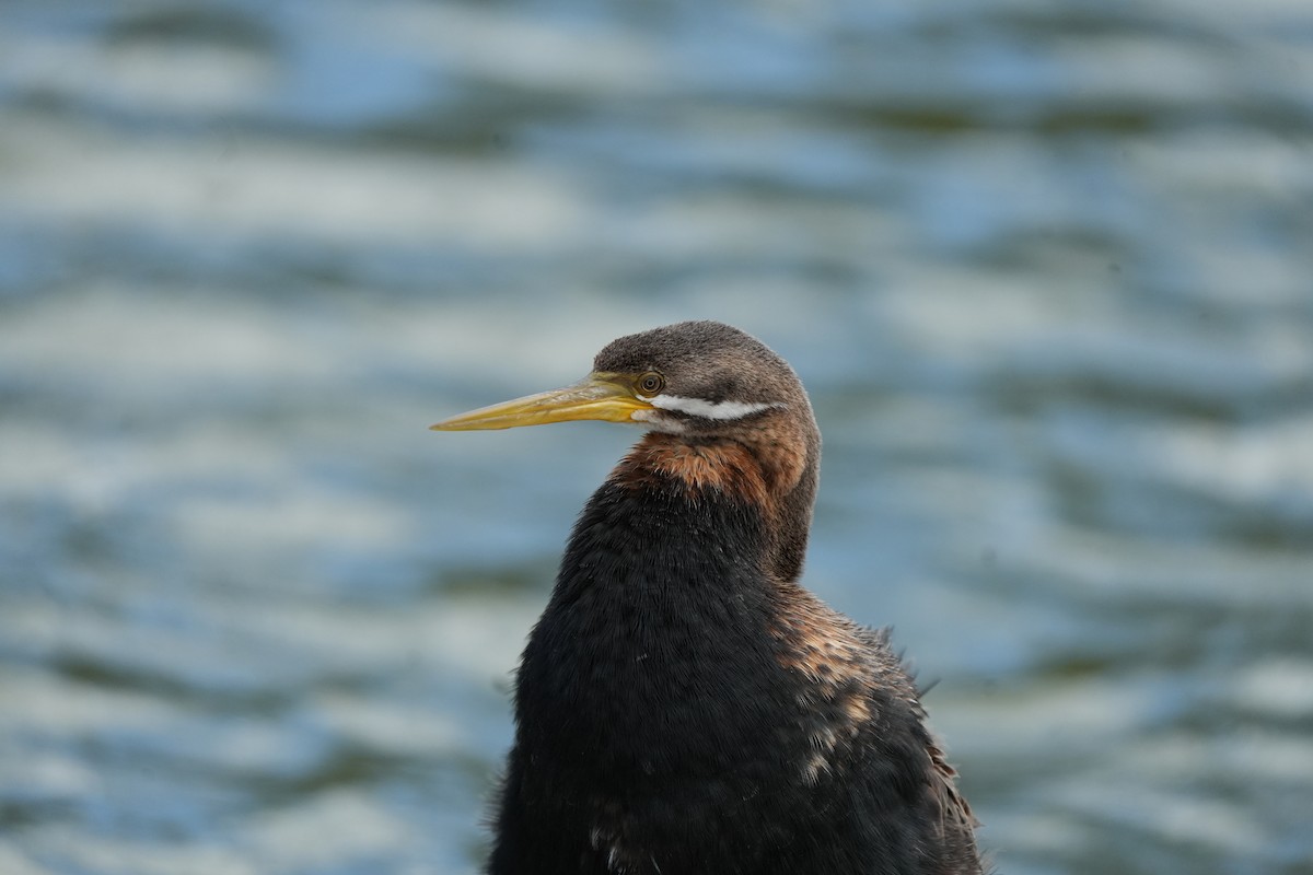 Змієшийка австралійська - ML645538291