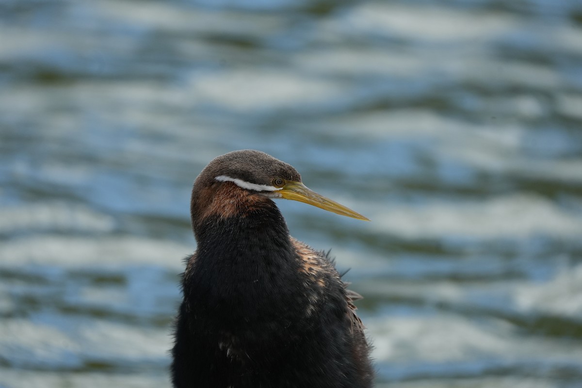 Змієшийка австралійська - ML645538292