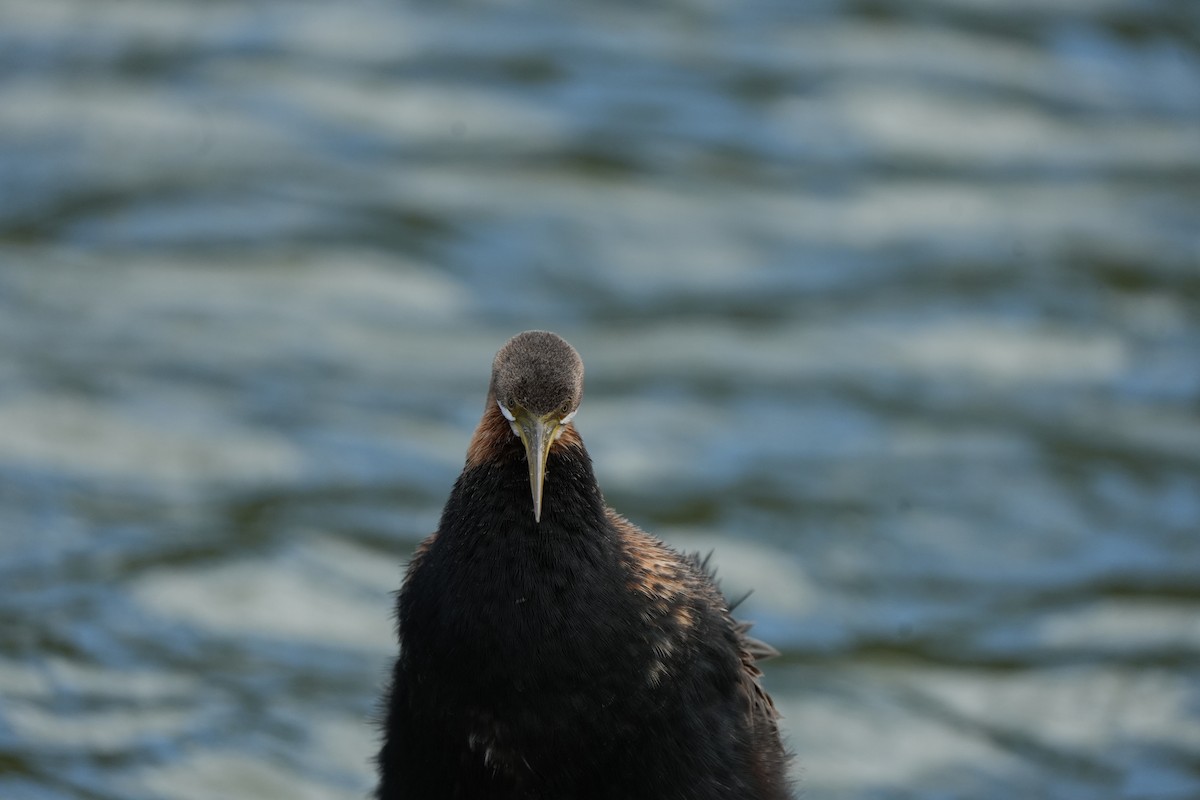 Змієшийка австралійська - ML645538293