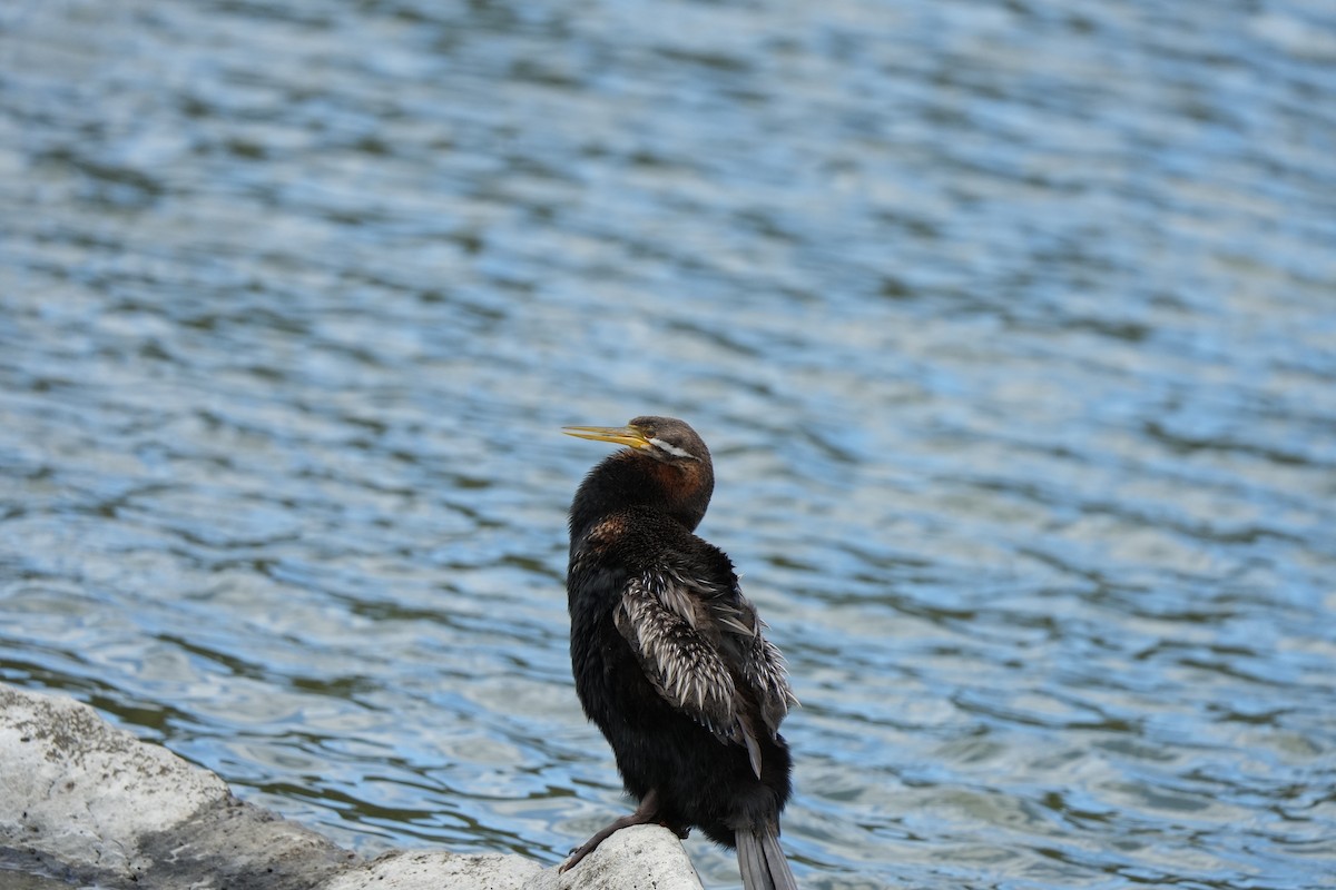 Змієшийка австралійська - ML645538294