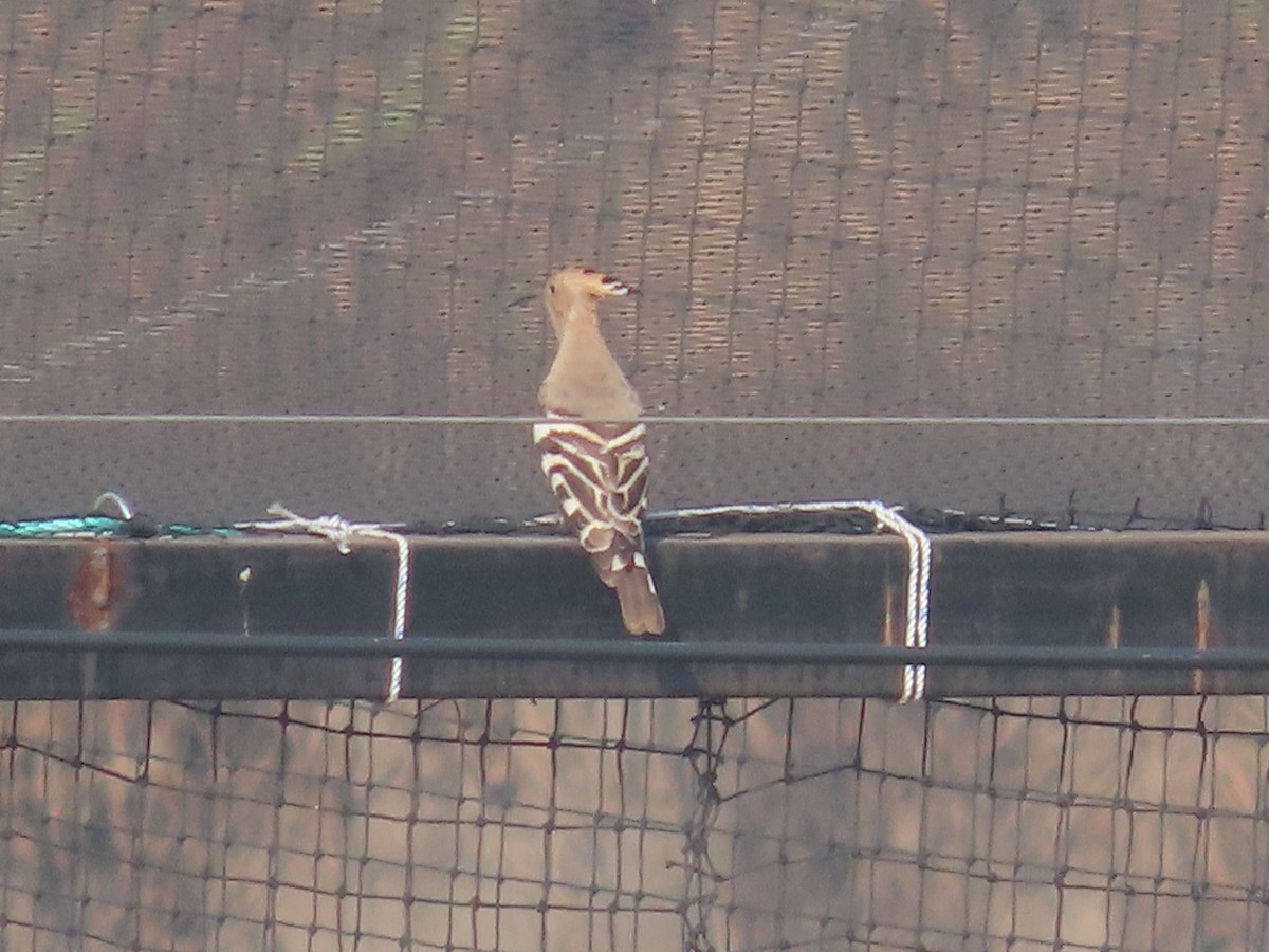 Одуд євразійський - ML645538295