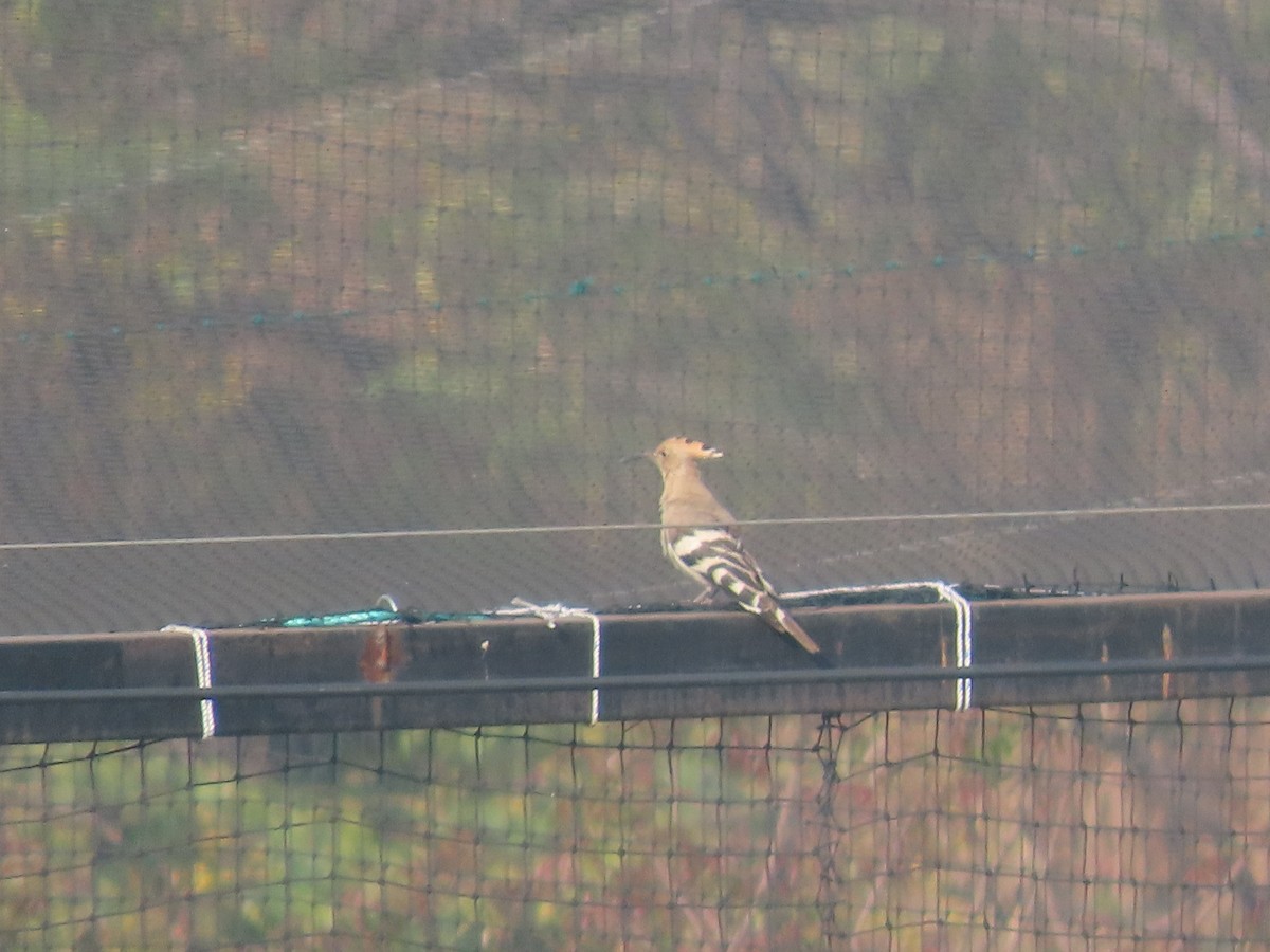 Одуд євразійський - ML645538299