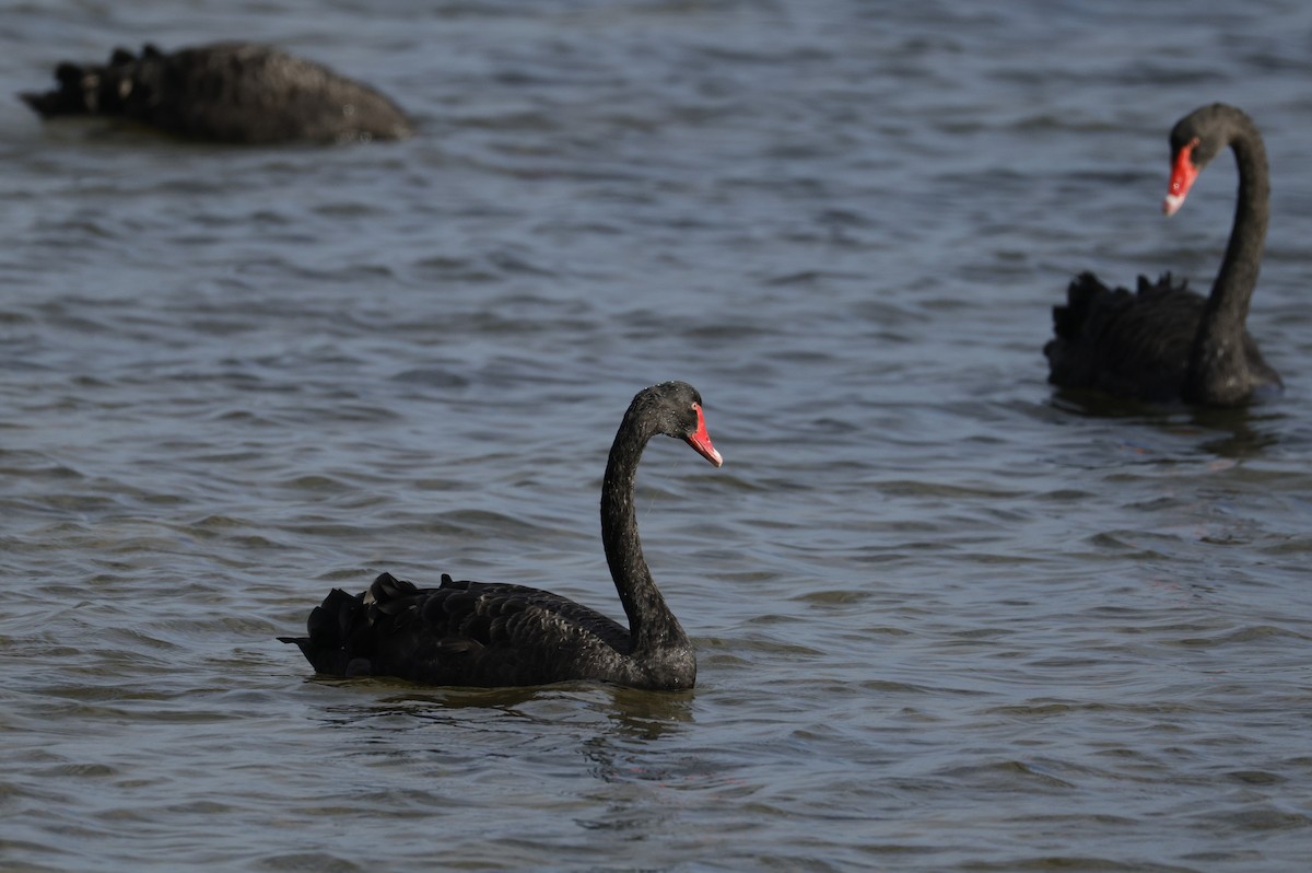 Black Swan - ML645538312