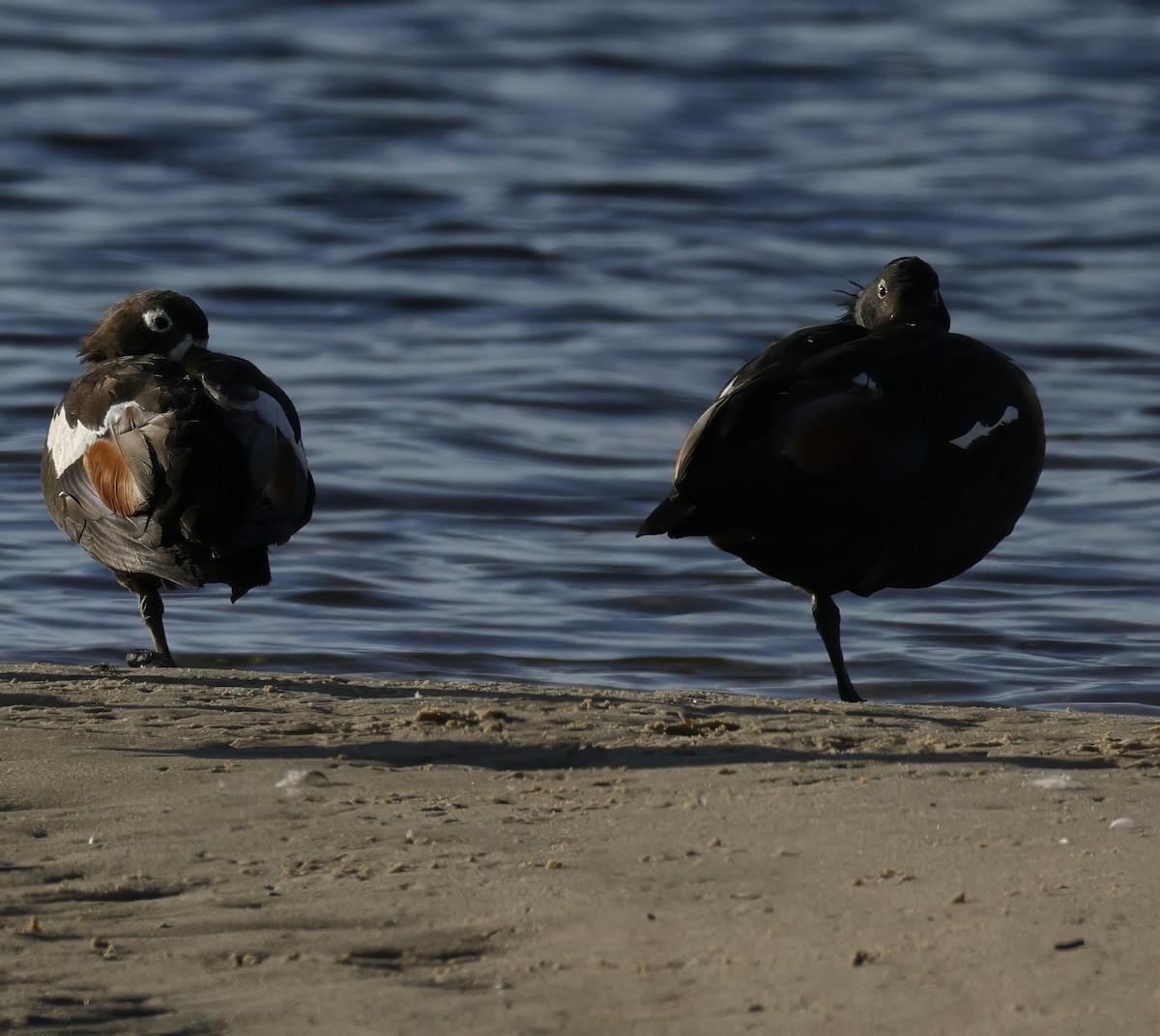 Australian Shelduck - ML645538316
