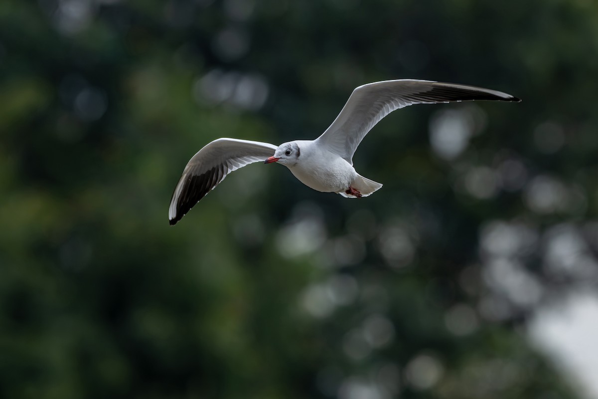 Black-headed Gull - ML645538317