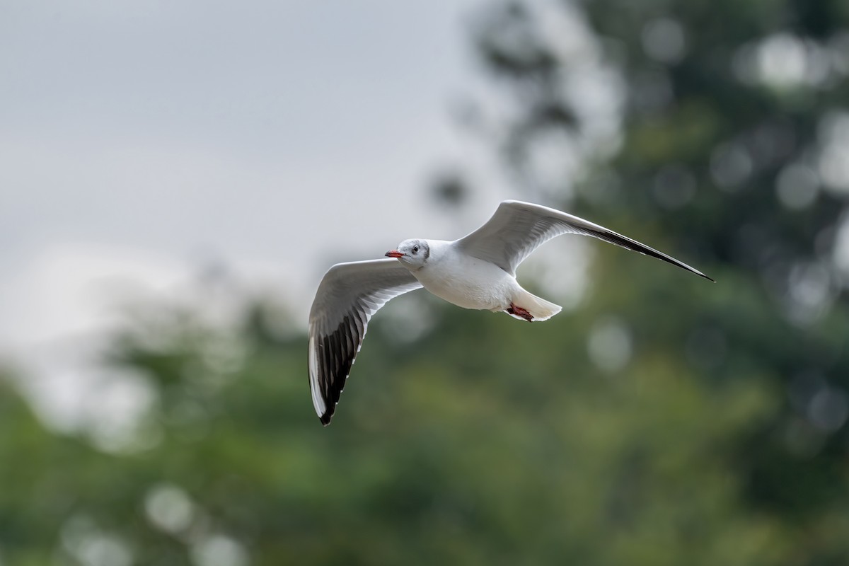 Black-headed Gull - ML645538318