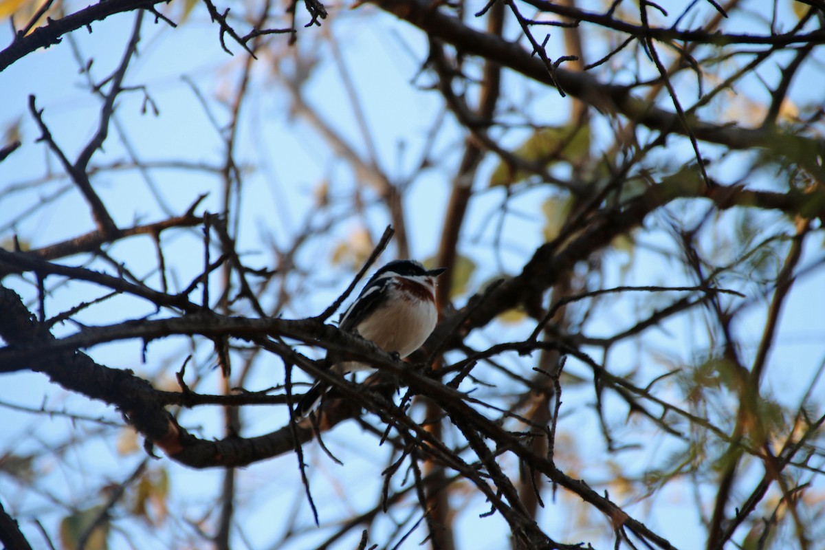 Chinspot Batis - ML645538319